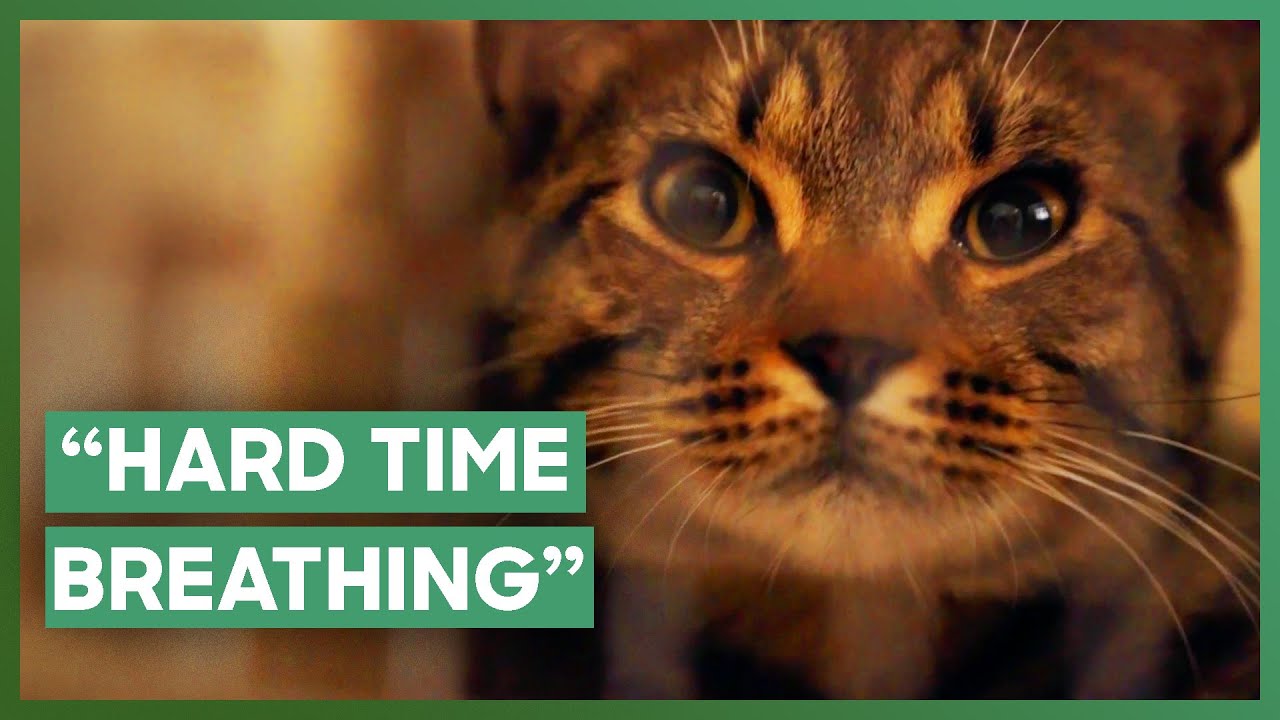 🐱 Cats Found in Shocking Condition at Hoarding Scene | Guardians of Rescue | Love Animals