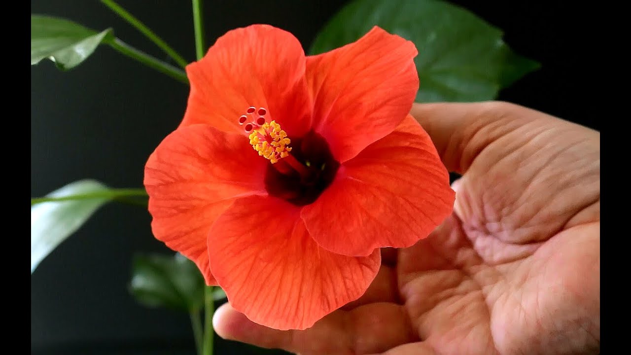 Hibiscus Bonsai in Flower, May 2016