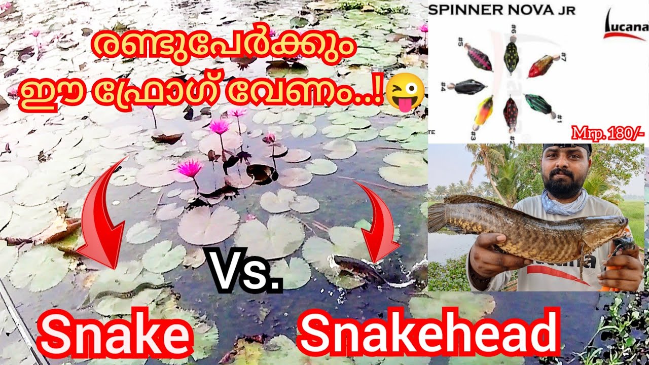 പുതിയ ഫ്രോഗുമായി ഇറങ്ങി വരാൽ ചേറുമീൻ ചാകര | Snakehead Fishing Videos Kerala Malayalam | A4Anglers