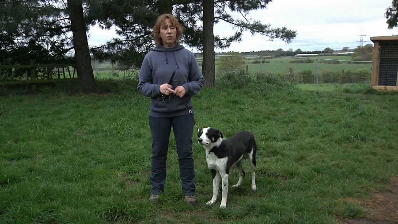 Border Collie Rescue - 