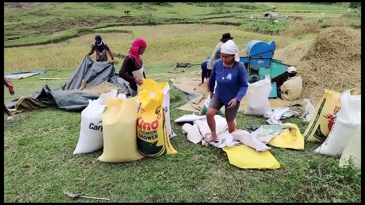 Part2 sa pa traiser mga ka farmer & 23 ka sak of palay,