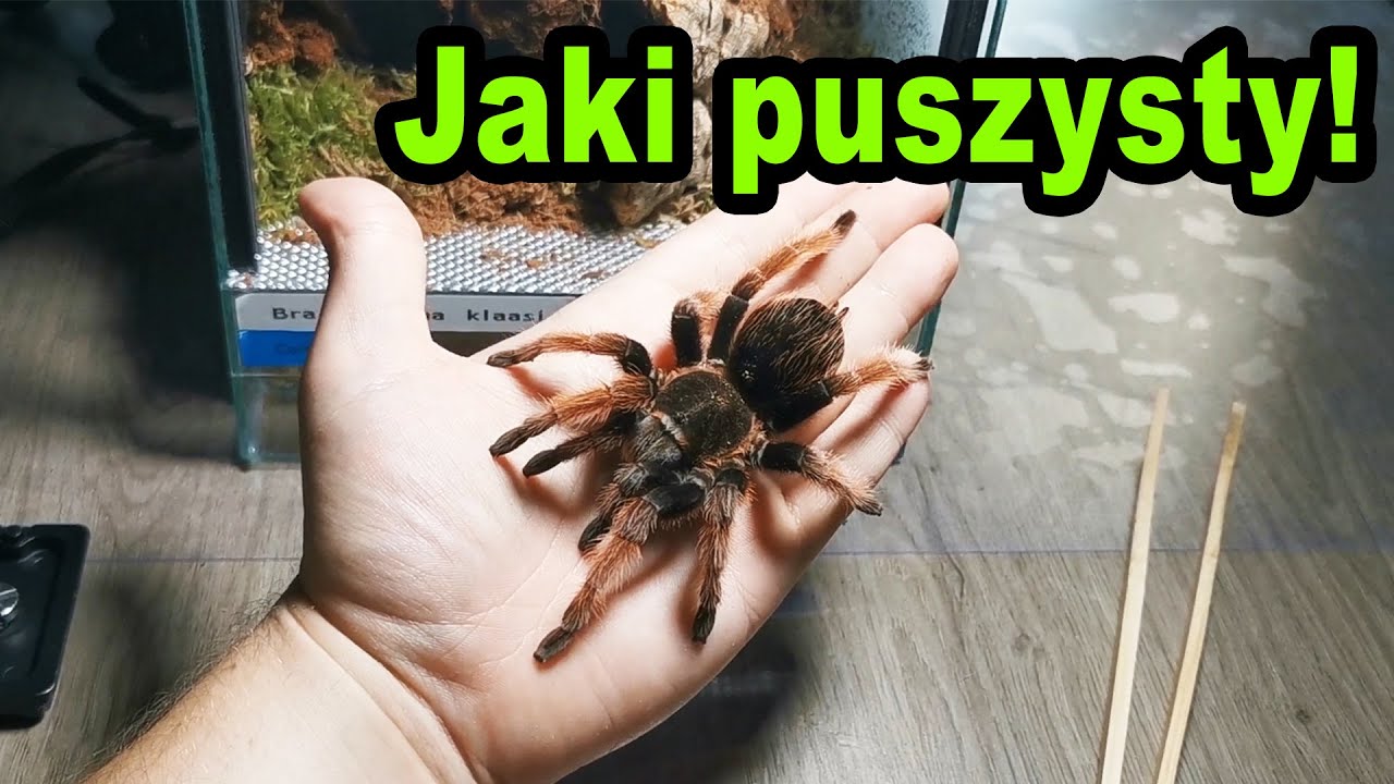 PUSZYSTY ptasznik dla początkujących - BRACHYPELMA KLAASI