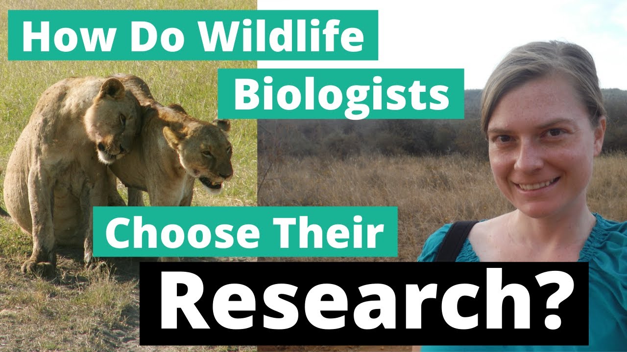 How Do Wildlife Biologists Choose Their Research?