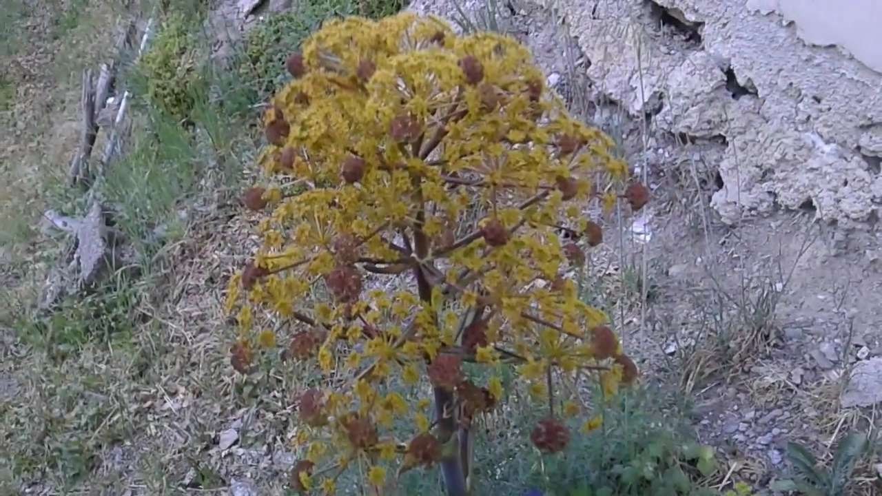 Ferula communis tossica (medicinal plant)
