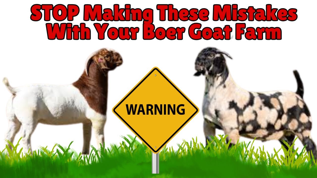 STOP Making These Mistakes With Your Boer Goat Farm