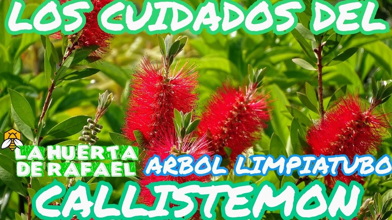 Los cuidados del callistemon[Árbol limpiatubo]•El cultivo de árbol cepillo o limpiatubo•9NaTemporada