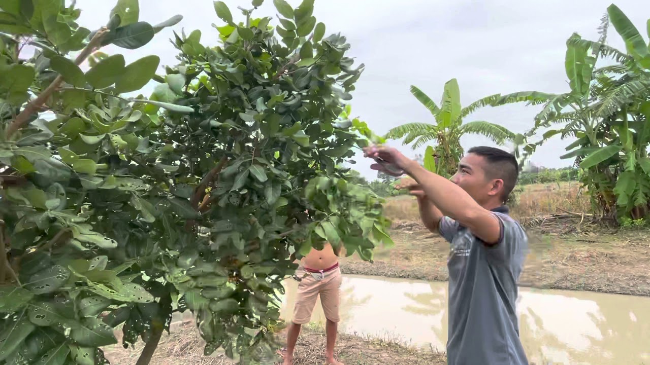Tỉa cành tạo tán thanh Nhãn