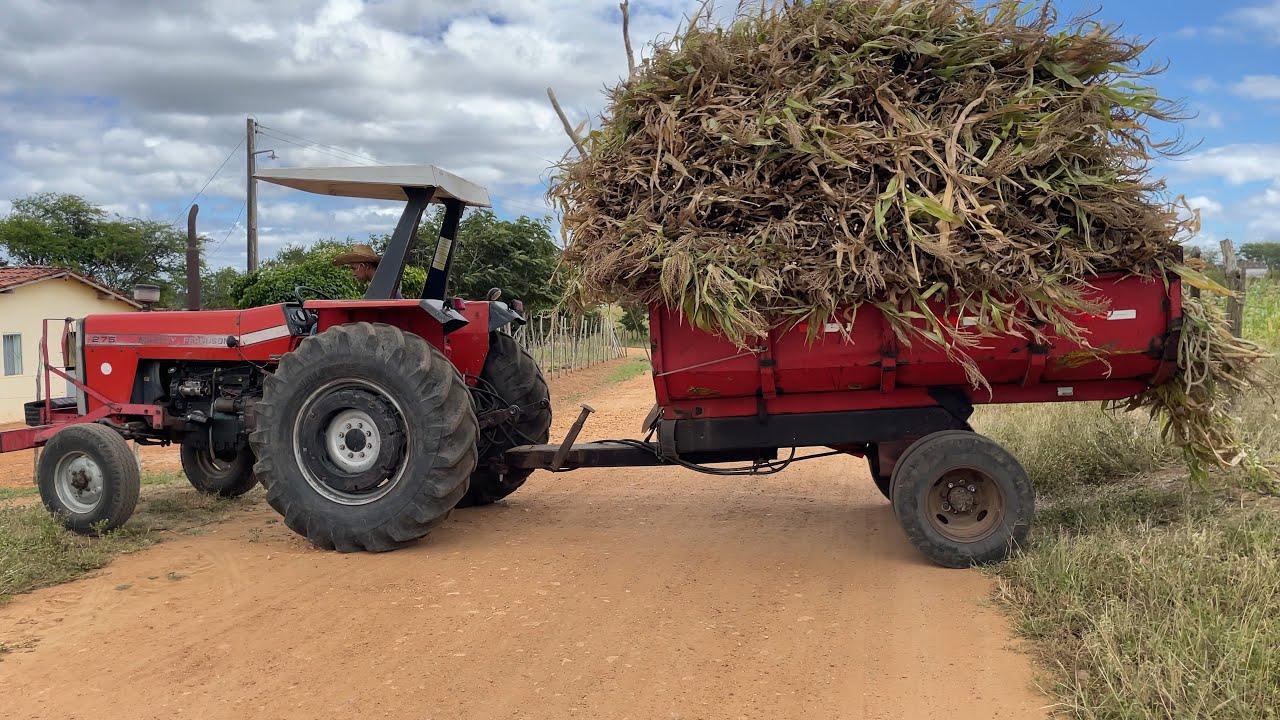 Veja no nordeste o trabalho pra fazer silagem para o gado quando a seca chegar