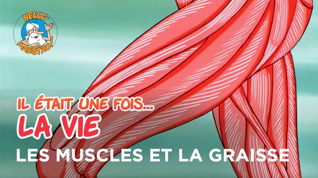 Il &eacute;tait une fois&hellip; la Vie 🌱- Les muscles et la graisse 💪