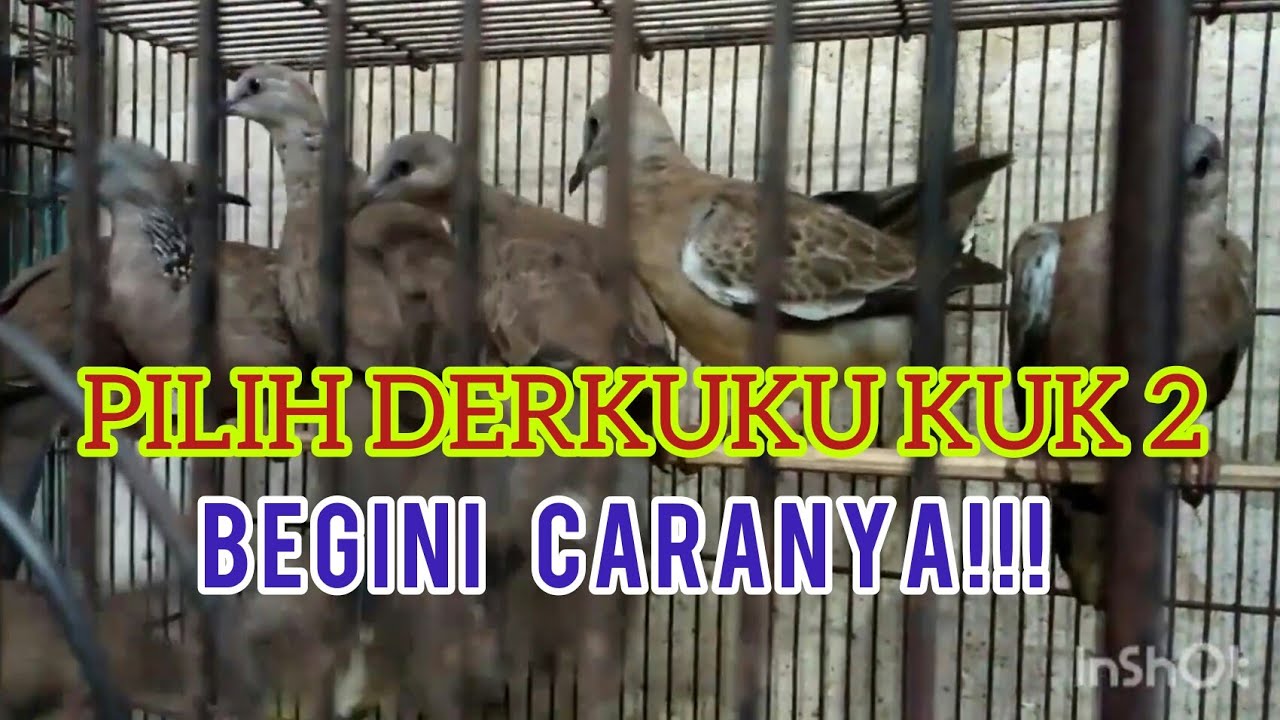 CARA MEMILIH DERKUKU KUK 2 Di OMBYOKAN / SPOTTED DOVE BIRD