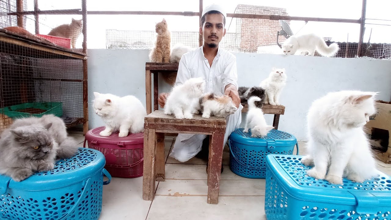 cat farming in india || persian cat farm || cattery