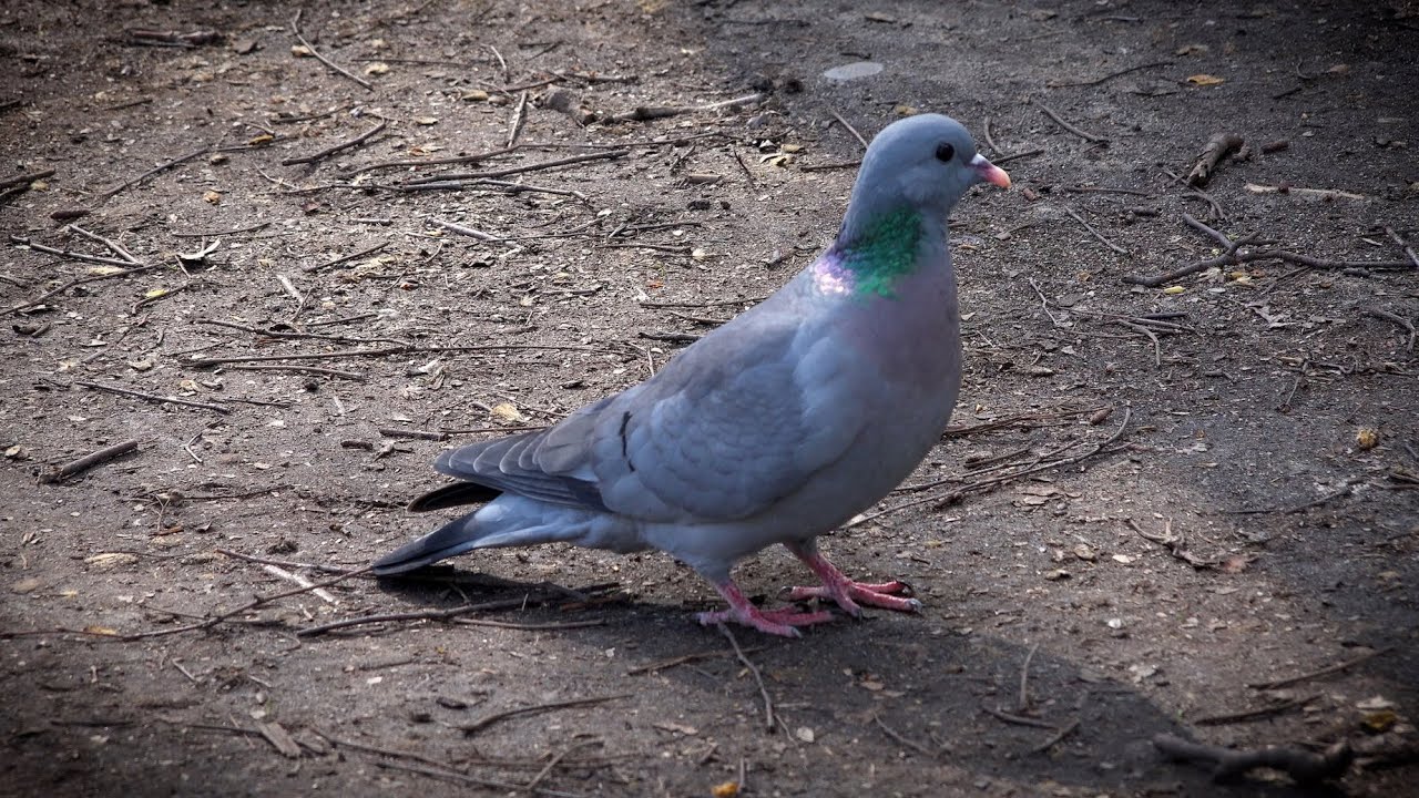 Stock Dove in London Fields (Columba Oenas)