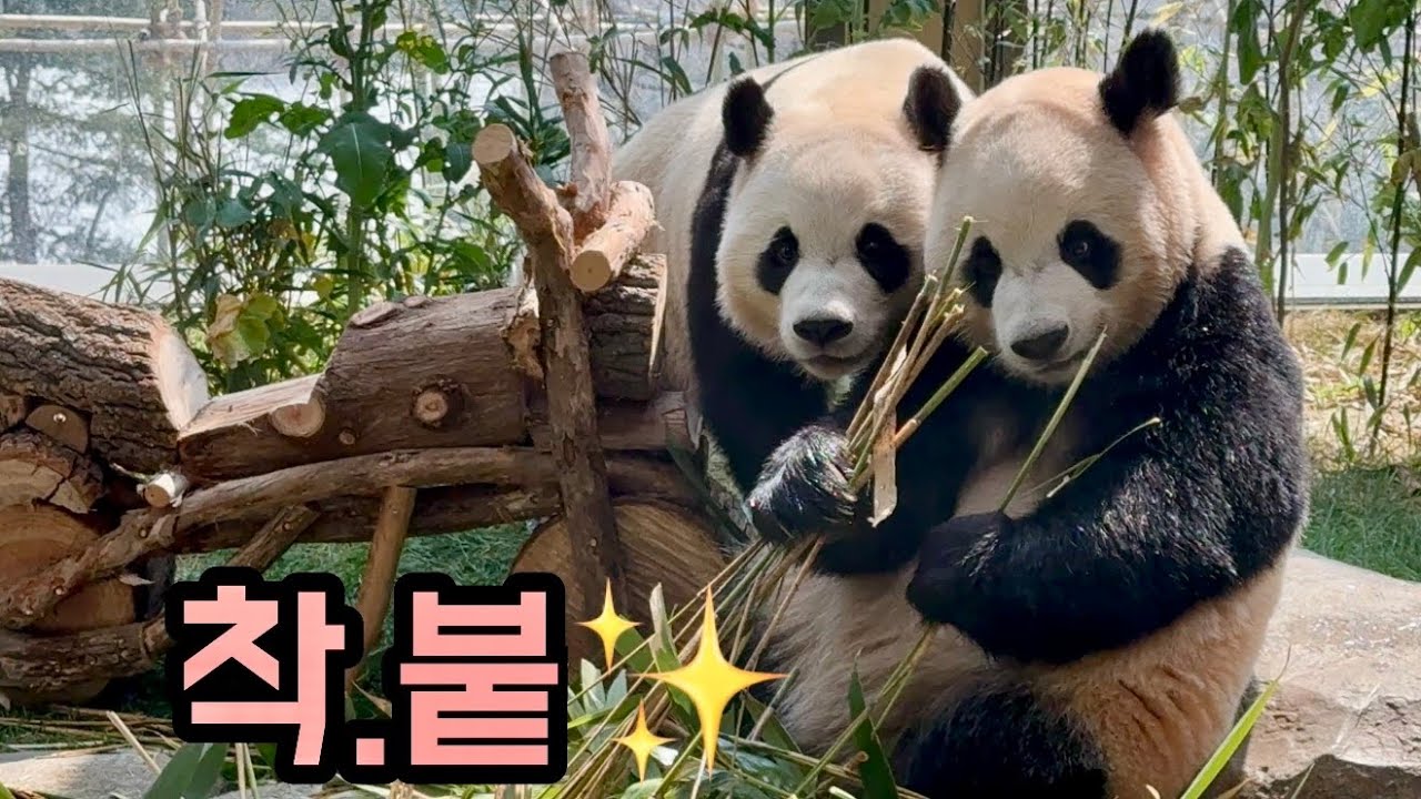 우린 털 붙히고 있어야 하거덩요~😊🥰