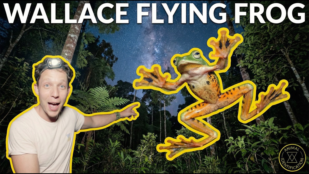 Может ли эта лягушка летать?! при участии Wallace Flying Frog