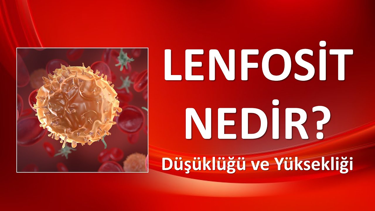 LENFOSİT Nedir? Düşüklüğü ve Yüksekliği