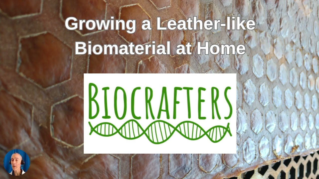 How to Grow a Leather Biomaterial From Kombucha DIY GIY version