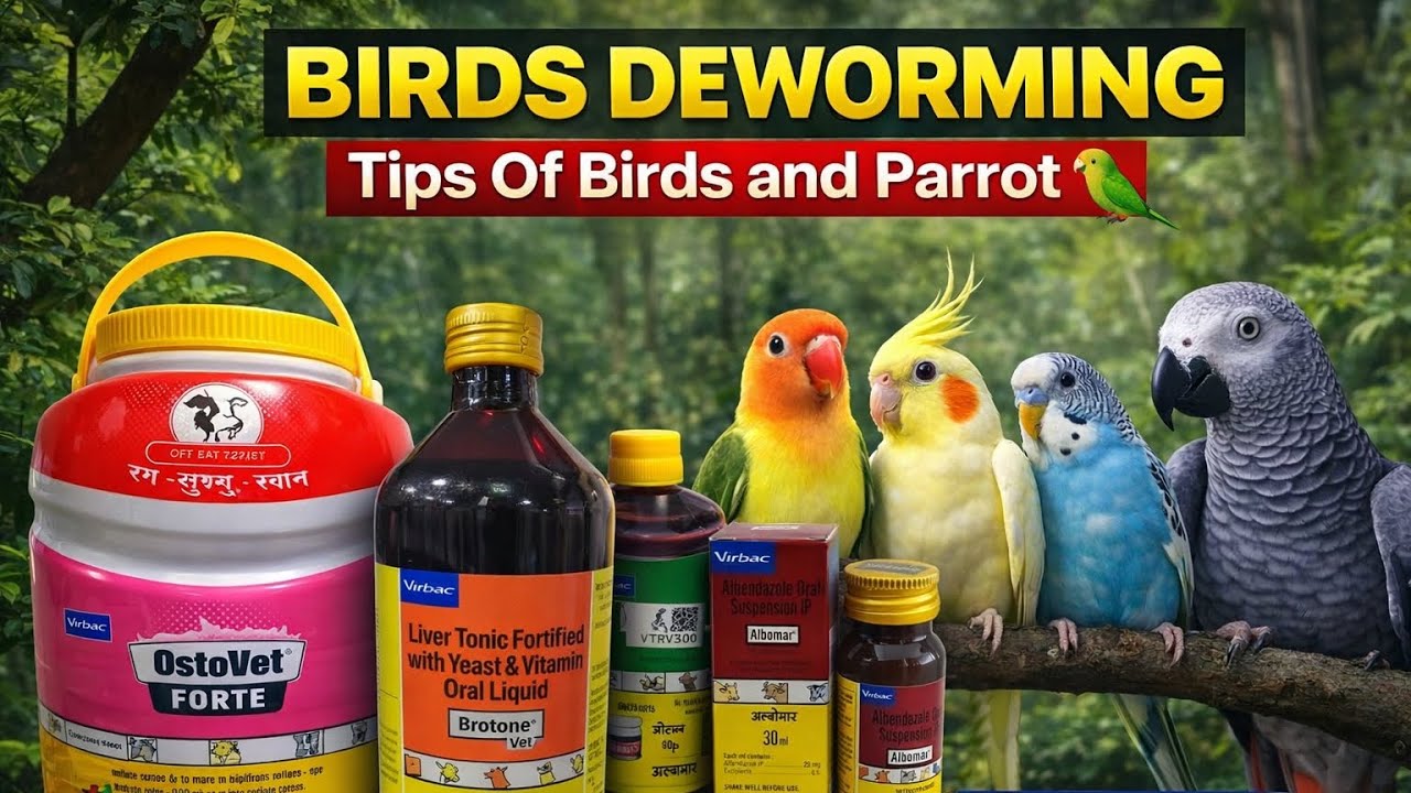 Exotic Birds Deworming Tips for Beginners | Complete Bird's Care Guide| pets #deworming 