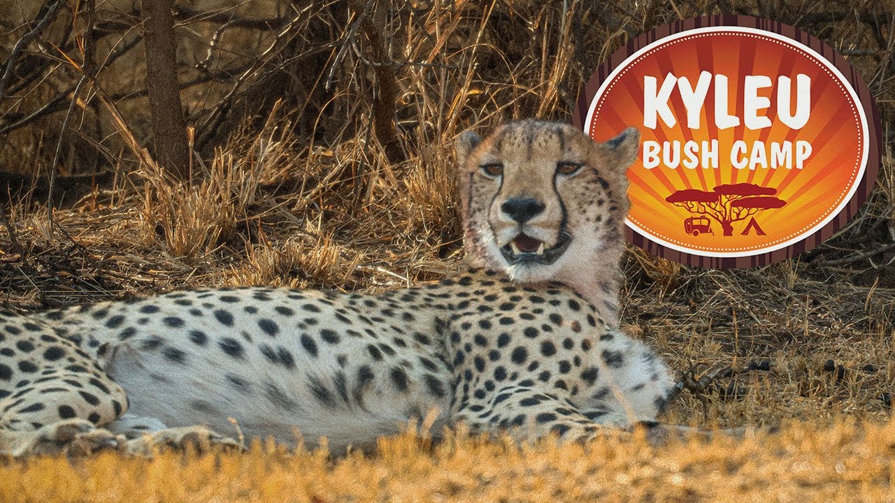 Camping - Kyleu Bush Camp (Unfenced) - Dinokeng Game Reserve