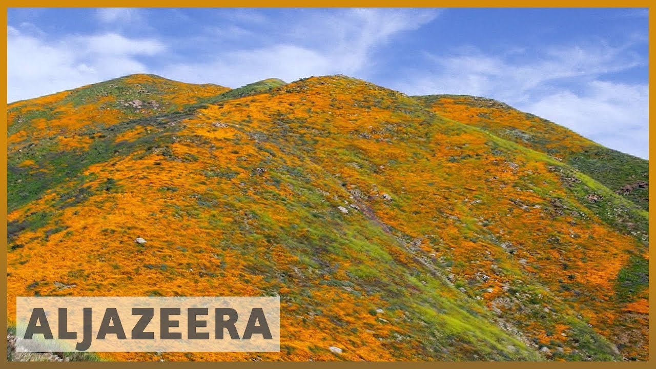 🇺🇸 'Super bloom' phenomenon draws sightseers to California city | Al Jazeera English