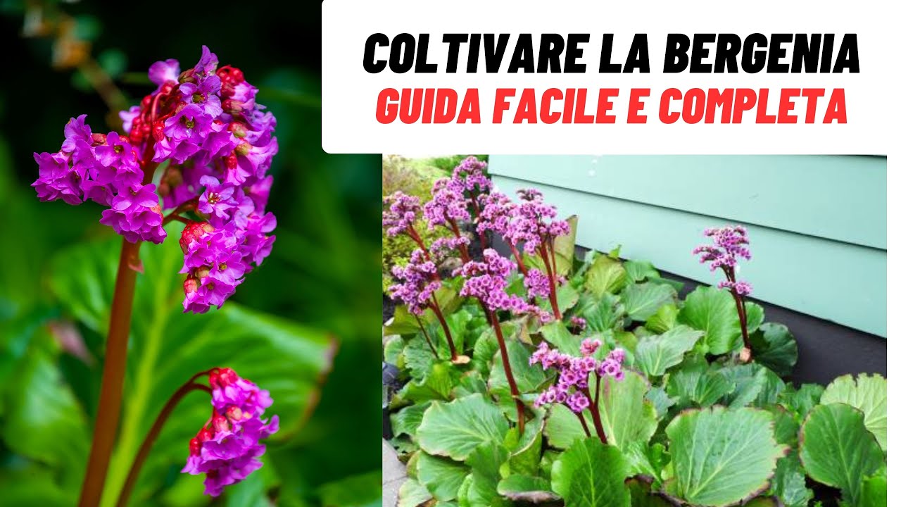 Coltivare la BERGENIA: guida semplice e efficace! - W&A Gardens: giardinaggio ed orticoltura