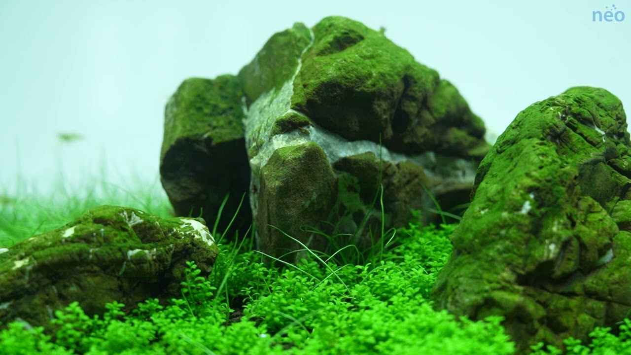 aquario noco2 Soil