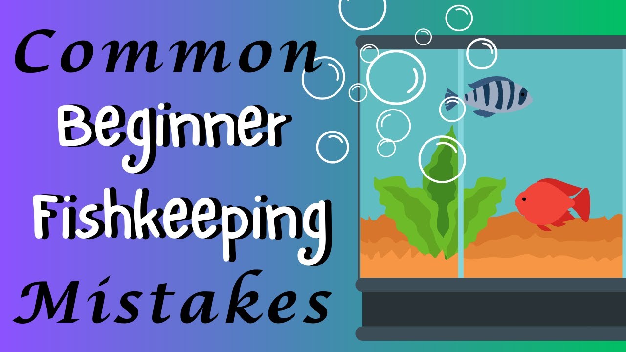 Common Beginner Fishkeeping Mistakes [ + How To Avoid Them ]
