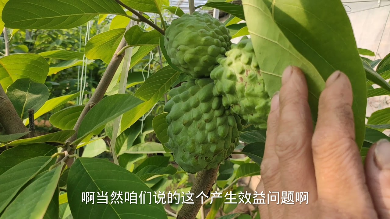 北方&ldquo;跟风&rdquo;种释迦可能让你赔掉裤衩子！想少走弯路必看3点忠告