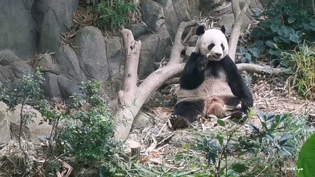 20220321 Giant Panda Le Le (叻叻) stole mummy bamboo stem @ River Wonders Singapore (新加坡河川生态)