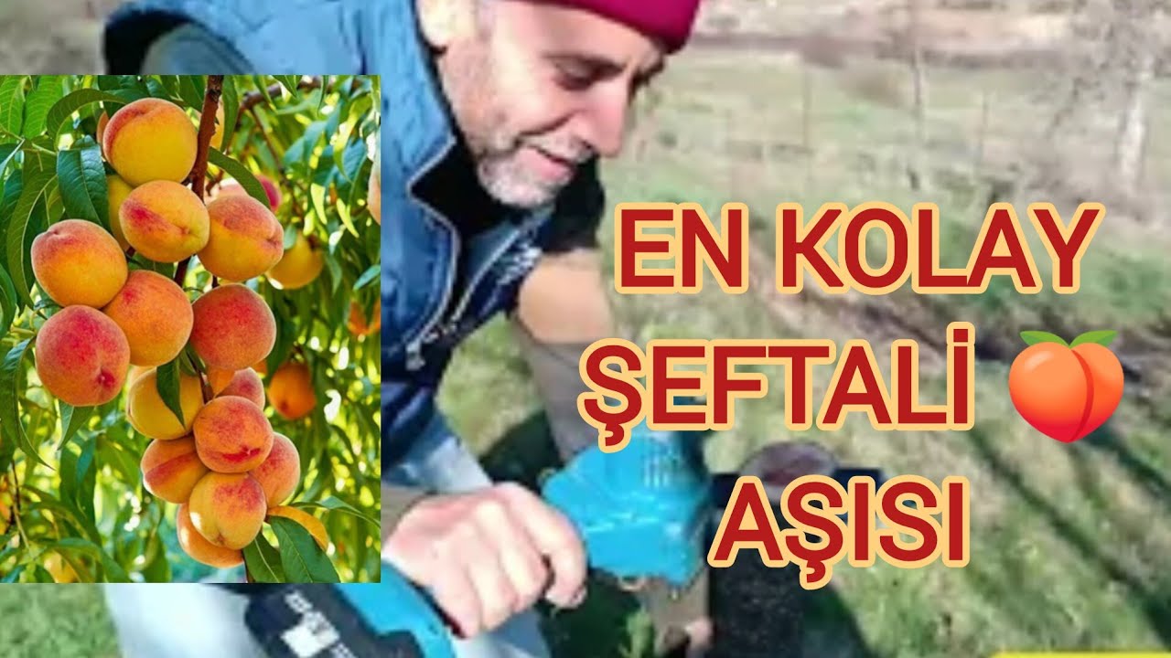 EN KOLAY ŞEFTALİ AŞISI