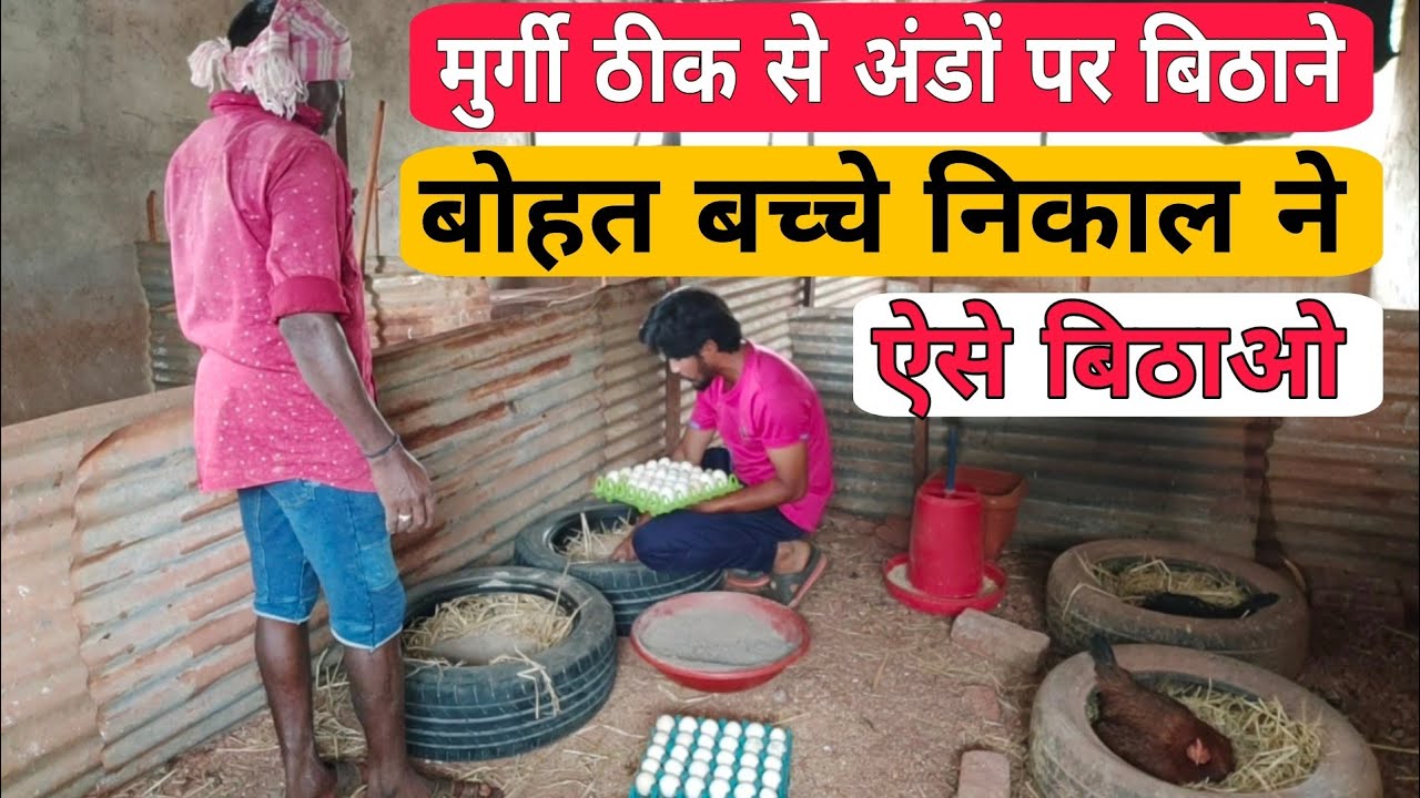 murgi ko May me ando par baithne ka tarika | मुर्गी को ज्यादा आंडो पर जैसे बिठाए #petsvlog