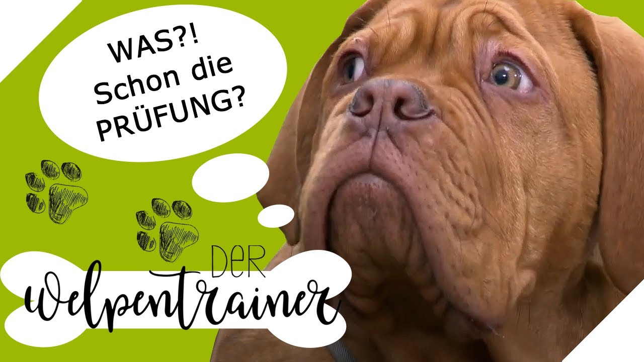 Stopp, Abruf & Co.: Die Rasselbande hat eine Abschlussprüfung | Der Welpentrainer | sixx