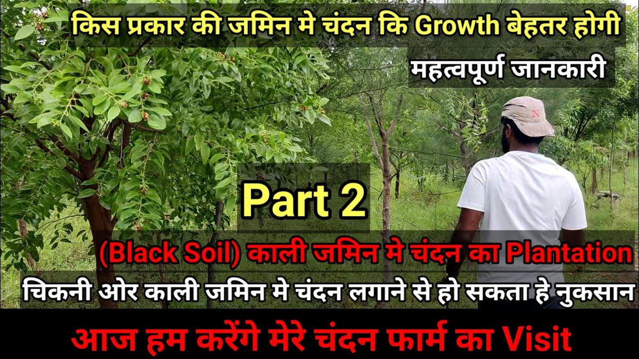 मेरा चंदन का फार्म Part 2। Chandan Farming।। Sandalwood Farming