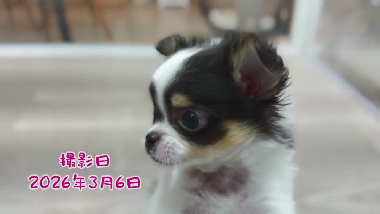 ★【No.1-157】チワワ 男の子  2025年12月29日生まれ｜山形県・鶴岡市｜横山功ブリーダー