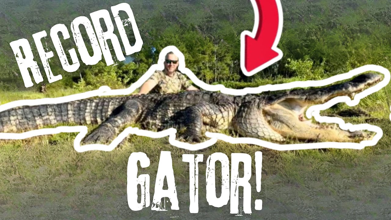 RECORD GATOR | Florida Alligator Hunting | Biggest Gator Harvest Ever Captured On Film