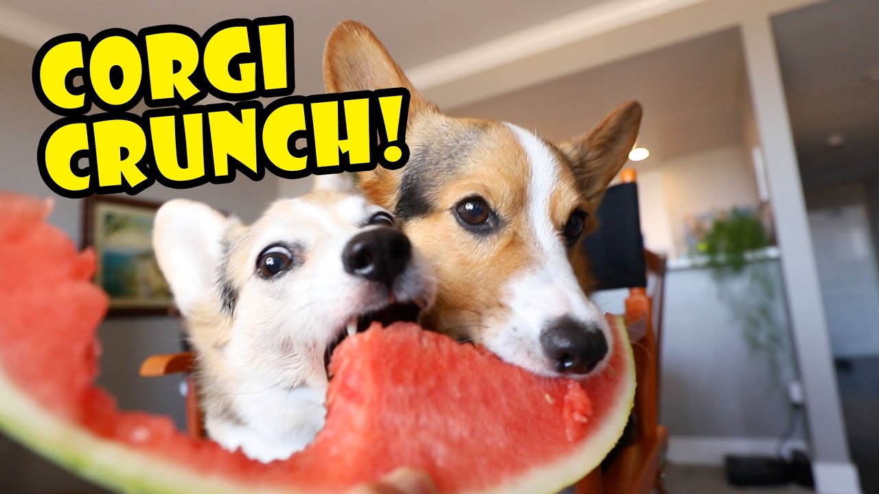Crazy CORGIS CRUNCHING On Watermelon || Life After College: Ep. 707