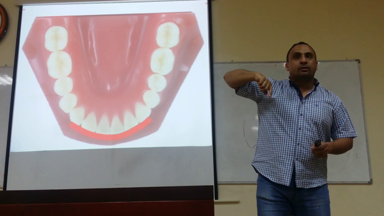 Dentition: Curves Part1