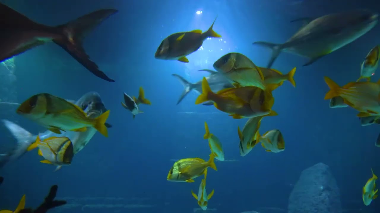 Aquário Tropical em 4K 🐠 2 Horas de Vídeo Relaxante para Estudar, Trabalhar ou Dormir
