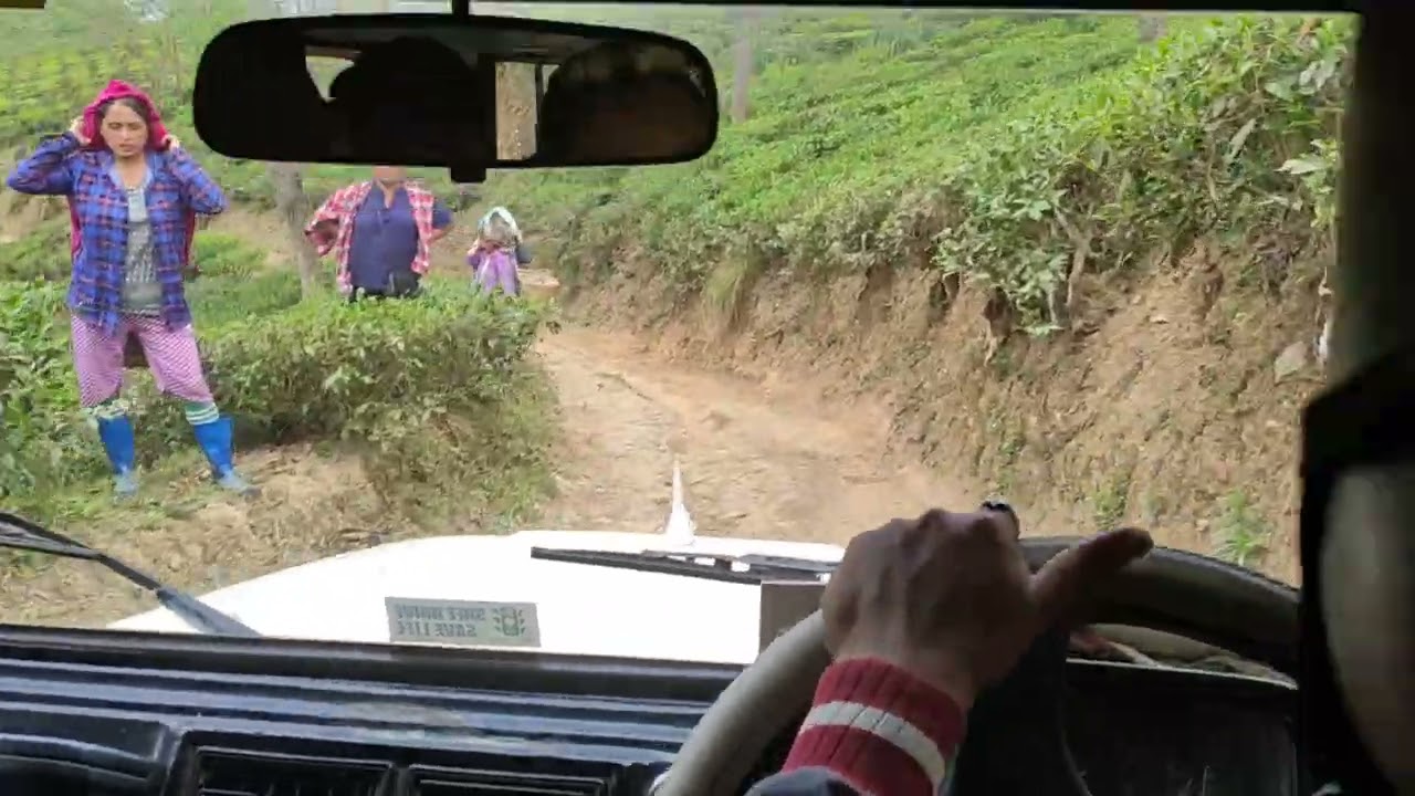 Tea garden Darjeeling tour