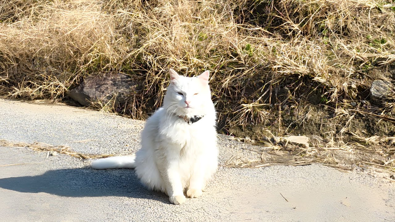 4K가 된 고양이