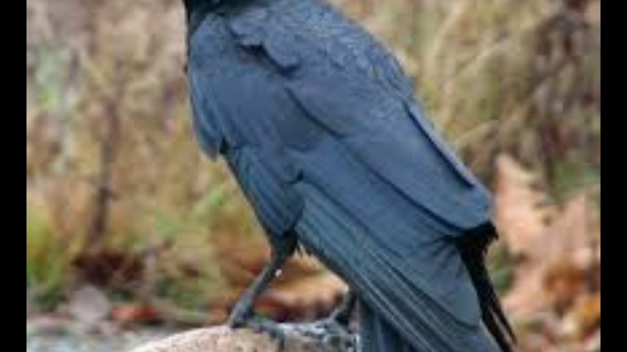 A story of revenge vengeance crow and it's intelligence