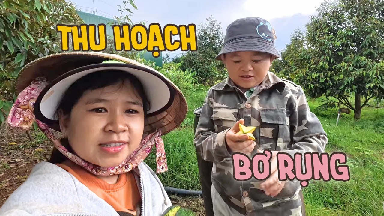 Thu Hoạch Rau Củ Quả Bất Ngờ Với Những Trái Bơ Rụng || Vợ Chồng Bé Bỏng 