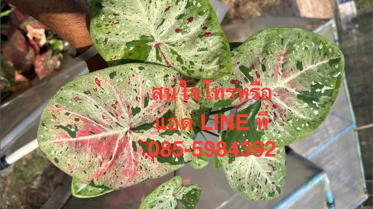 5-3-26ชมบอน￼สีสวยๆ ราคาเบาๆครับ โทรหรือแอด LINE ที่ 085-5984392