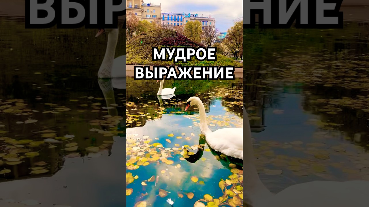 Мудрое выражение #психология #психолог #мотивация #цитаты #psychology #motivation