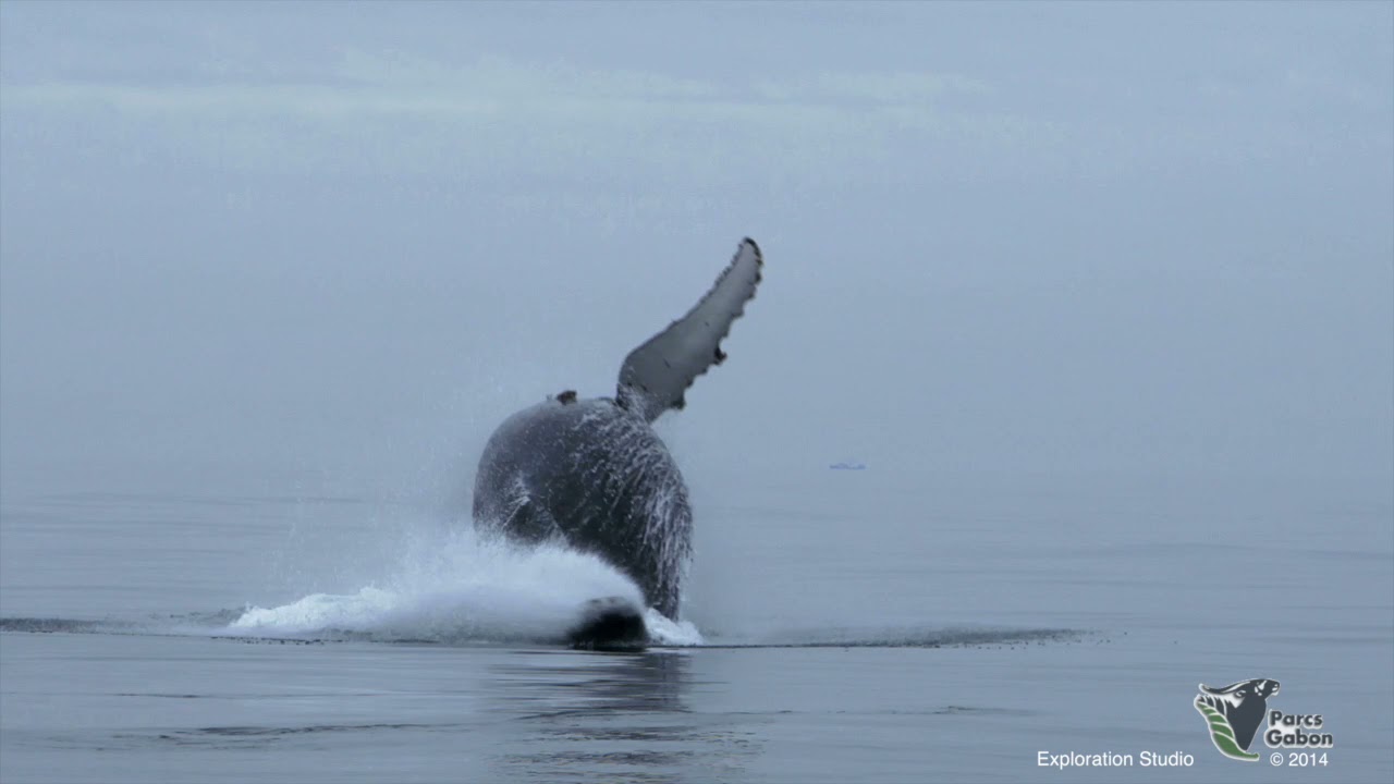 Richesse de la biodiversité au Gabon (by ANPN)