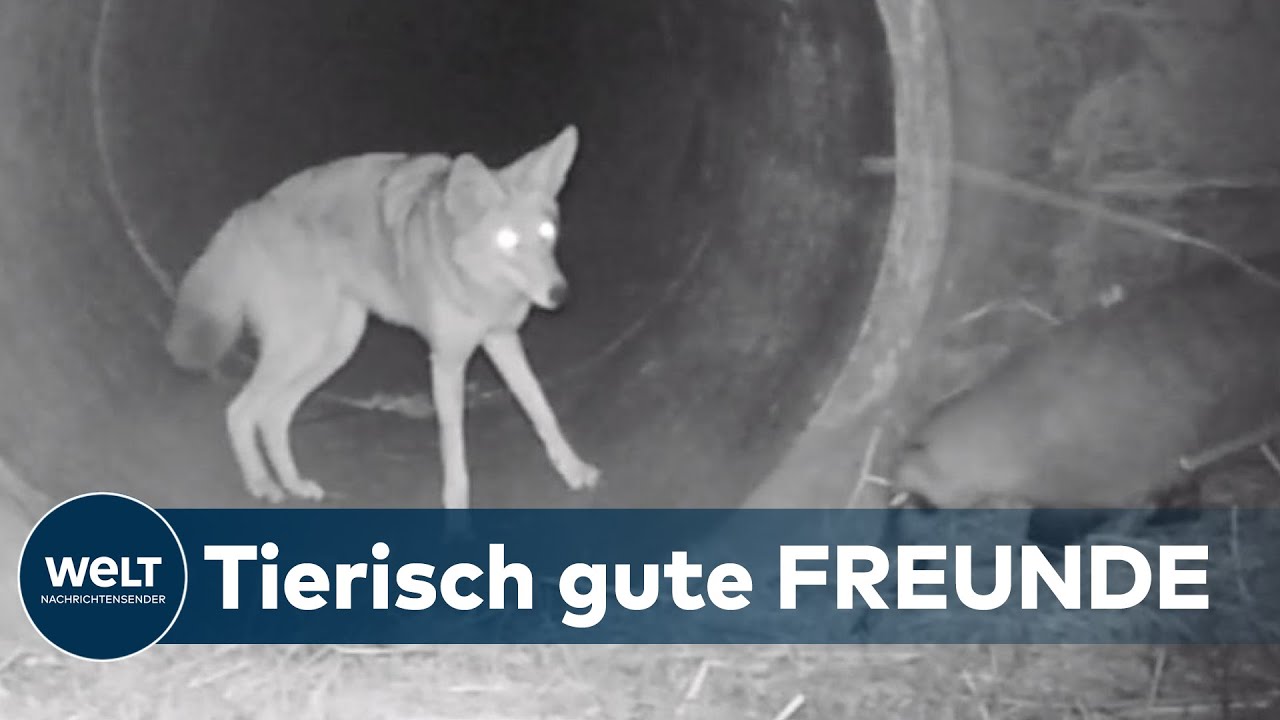 Was hinter der &bdquo;Freundschaft&ldquo; zwischen Kojote und Dachs steckt