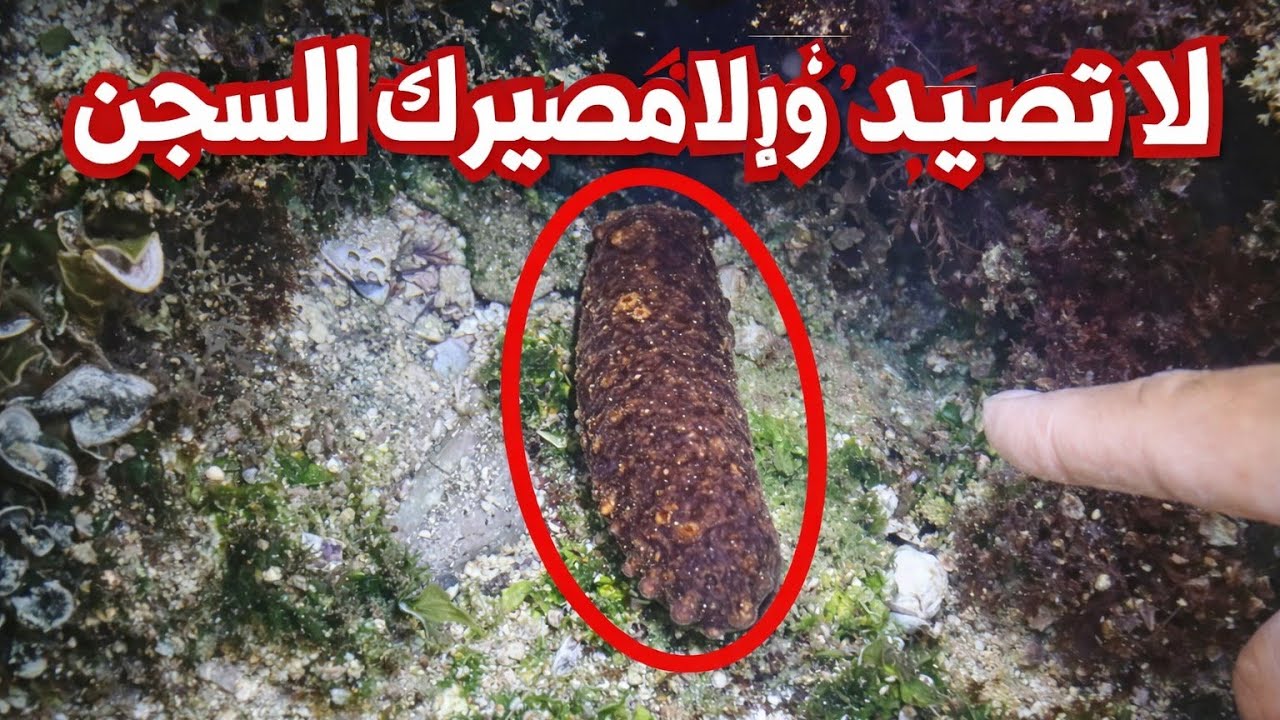 عند البحث عن طعوم لصيد السمك صادفنا كائن الممنوع من الصيد عالميا