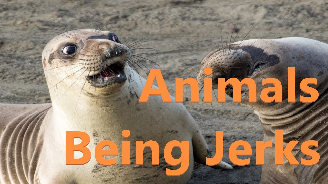 Animals Being Funny Jerks | Try Not To Laugh Challenge 2020