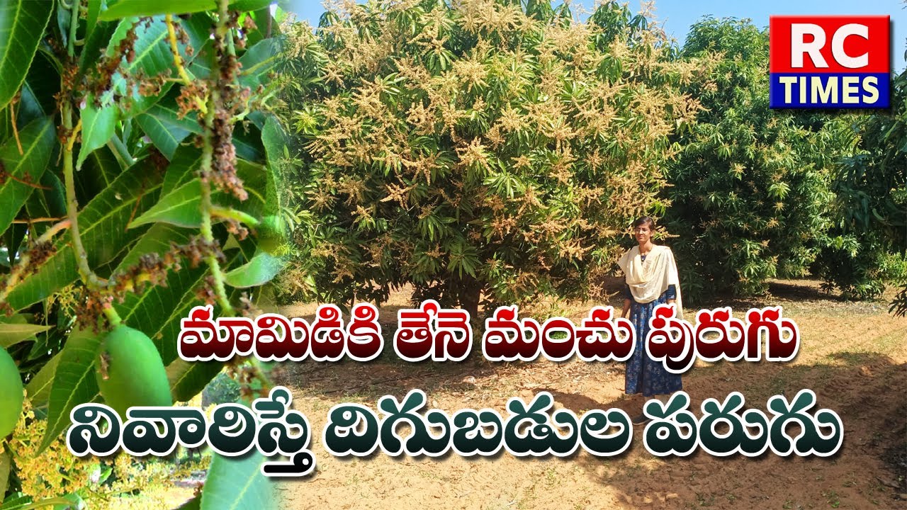 మామిడికి తేనె మంచు పురుగు౹౹ నివారిస్తే దిగుబడి పరుగులు౹౹ పూత, పిందే దశలో నివారణతో దిగుబడి లాభాలు౹౹