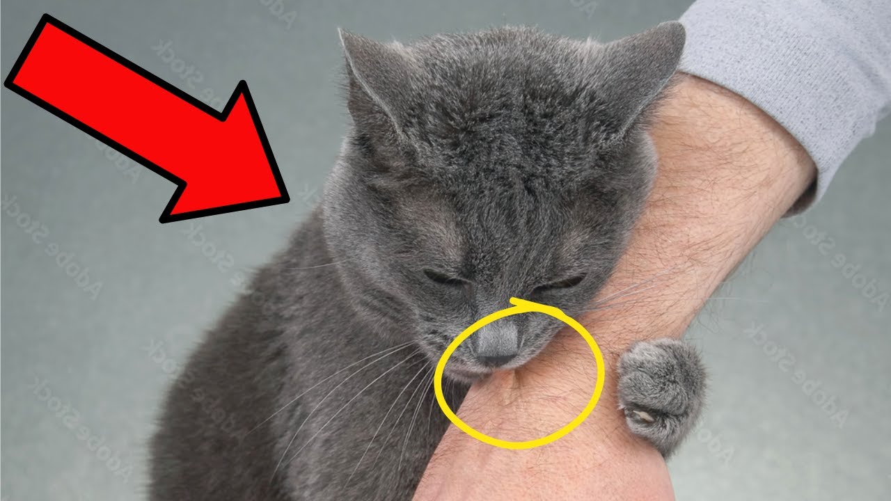 7 Signs That Your Cat Has Marked You as Special