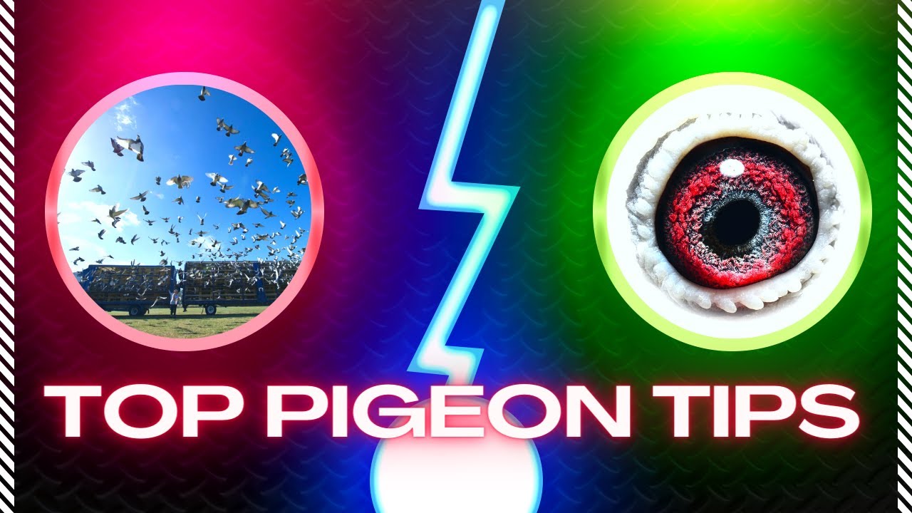 top racing pigeons tips what you need to do to get results